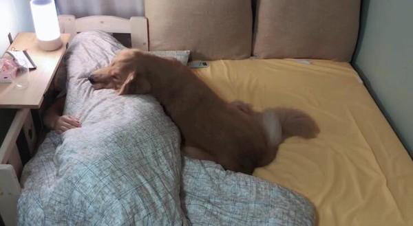 金毛半夜爬主人床睡觉,金毛躺着睡觉要主人摸它吗