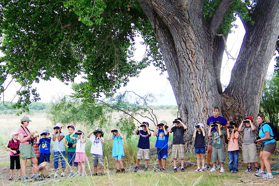 正确观鸟的方法,观鸟技能和关注事项