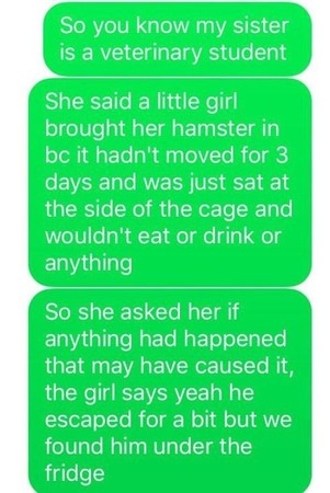 仓鼠不吃不喝奄奄一息,仓鼠不吃不喝能活多久怎么救活