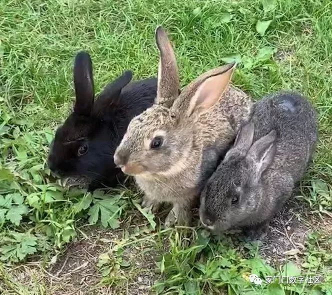 家门口APP上线测试！今起每天发100张玉泉景区门票，还有社区在发鸡蛋……
