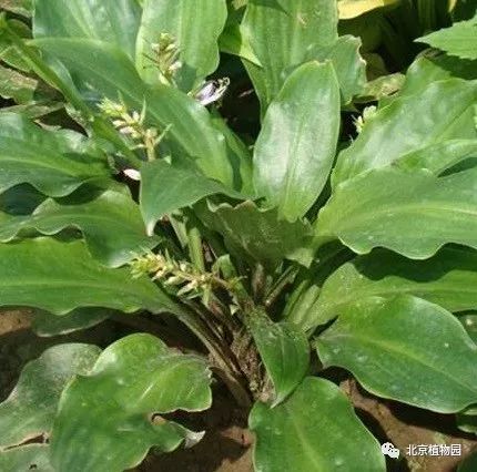 最耐寒的玉簪品种,北京植物园园艺