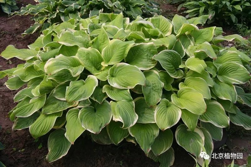 最耐寒的玉簪品种,北京植物园园艺