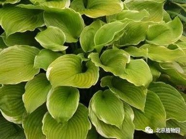 最耐寒的玉簪品种,北京植物园园艺