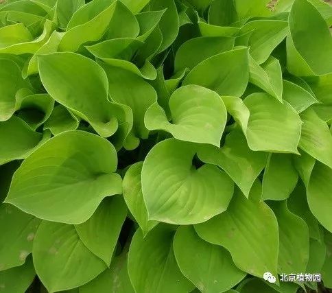 最耐寒的玉簪品种,北京植物园园艺