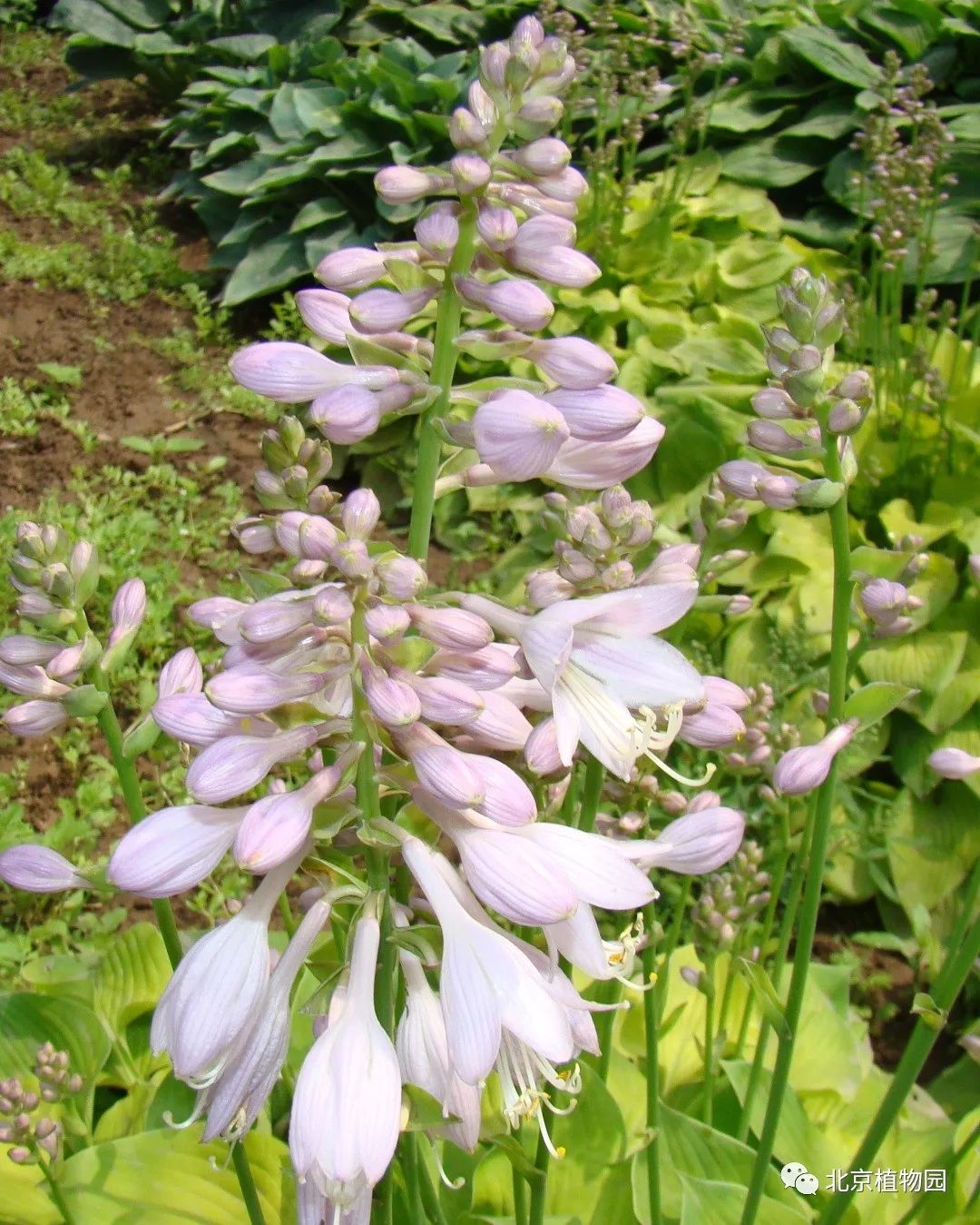 最耐寒的玉簪品种,北京植物园园艺
