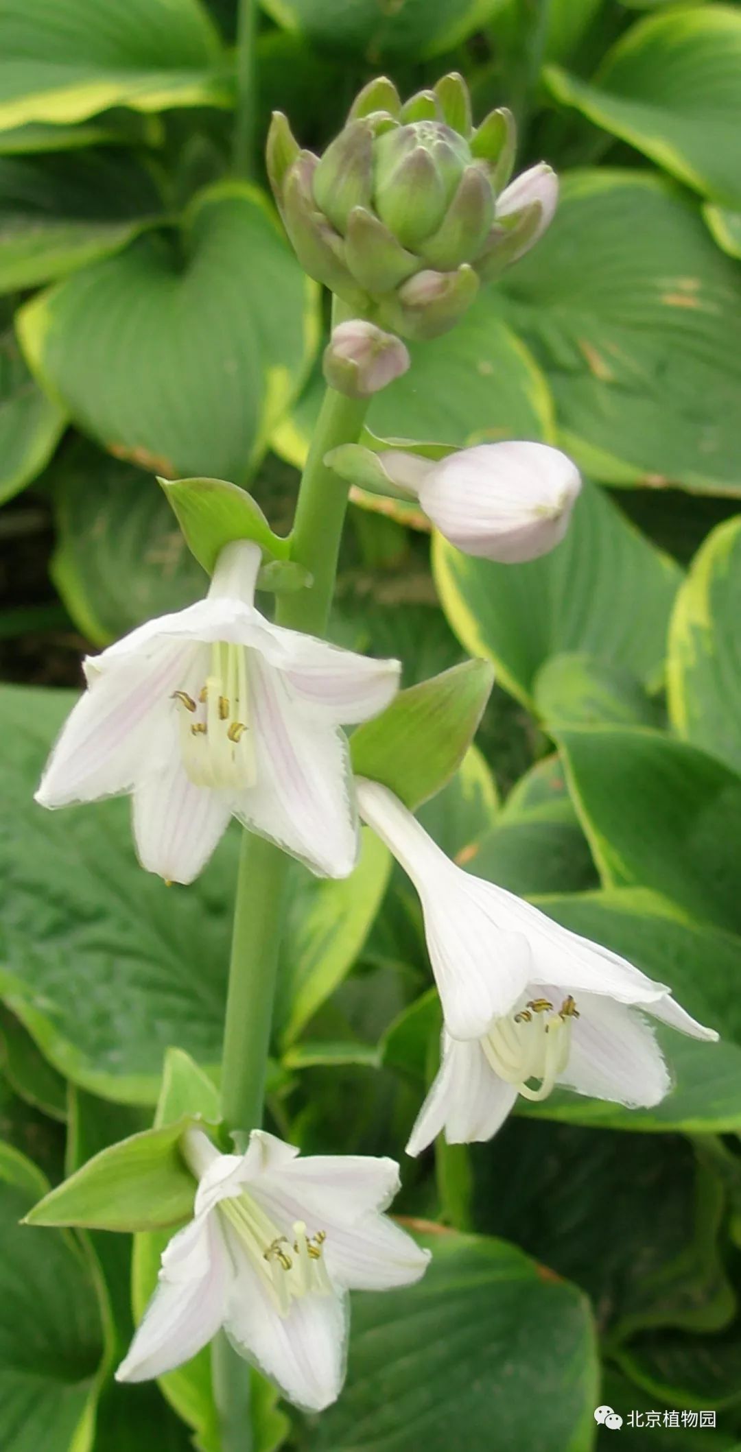 最耐寒的玉簪品种,北京植物园园艺