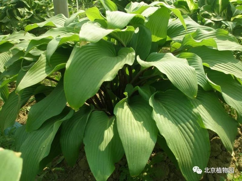 最耐寒的玉簪品种,北京植物园园艺