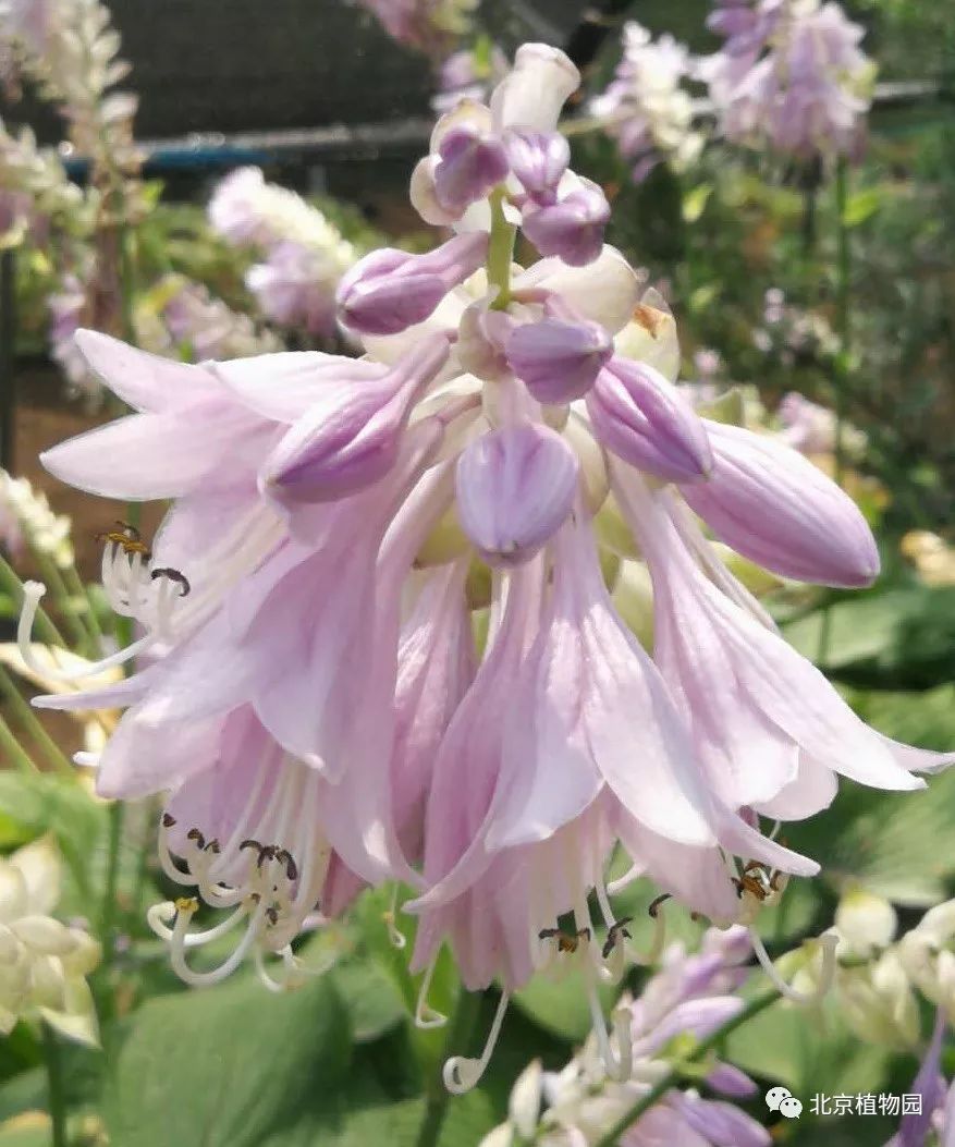 最耐寒的玉簪品种,北京植物园园艺
