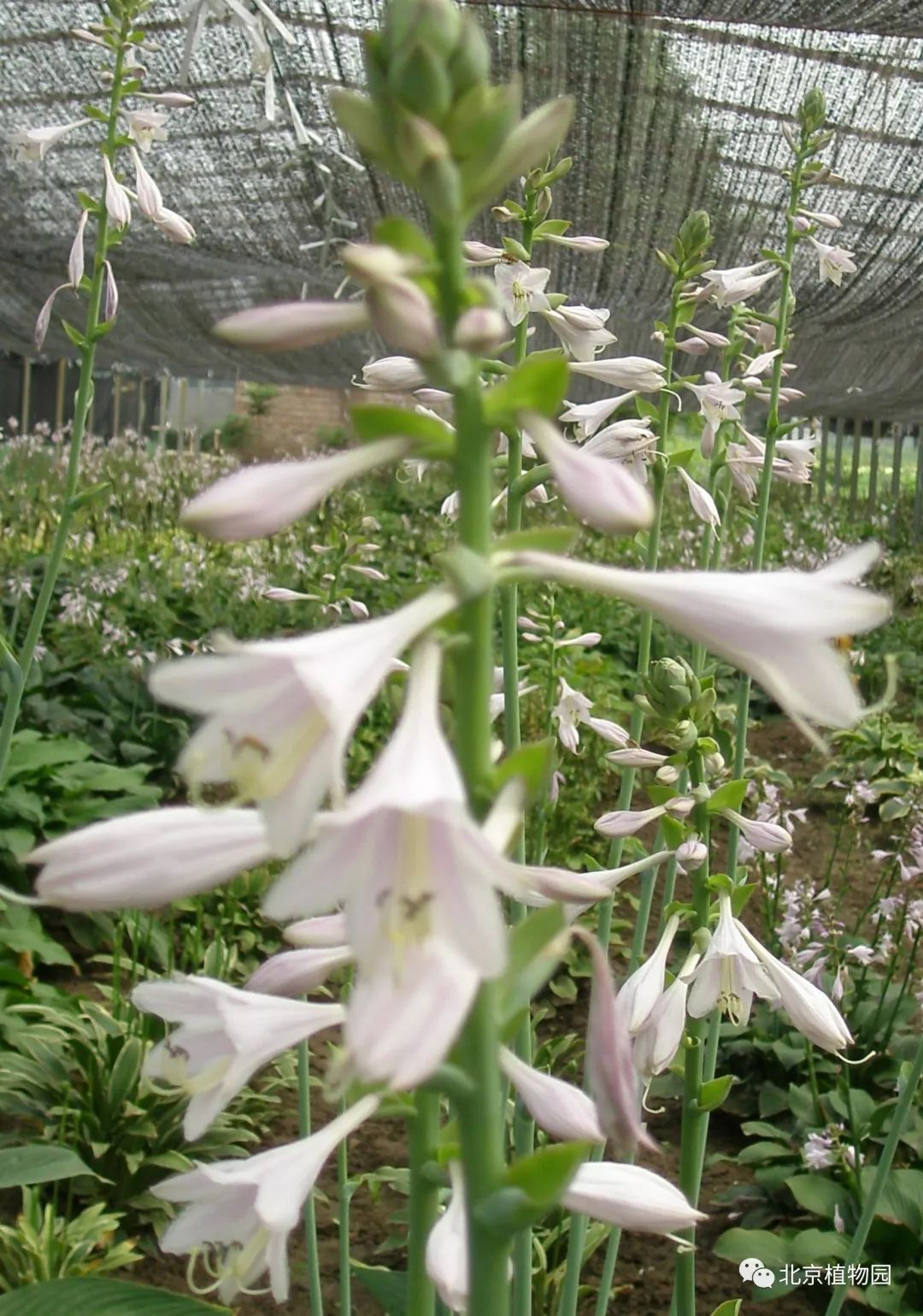 最耐寒的玉簪品种,北京植物园园艺