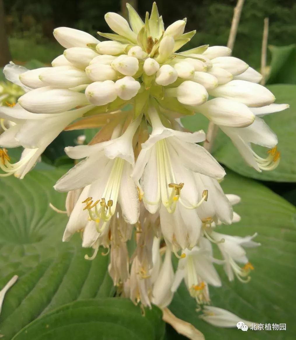 最耐寒的玉簪品种,北京植物园园艺