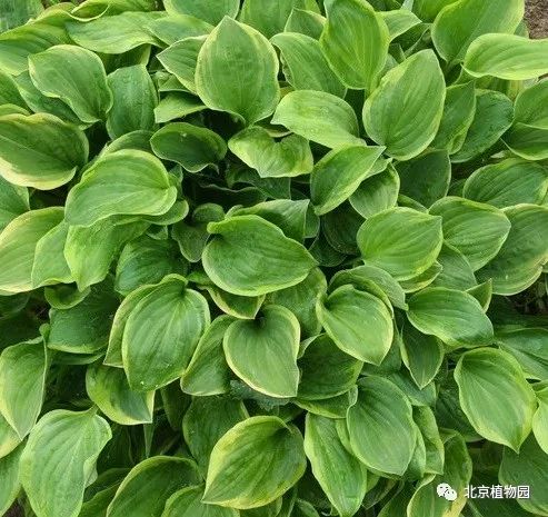 最耐寒的玉簪品种,北京植物园园艺