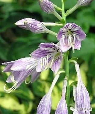 最耐寒的玉簪品种,北京植物园园艺