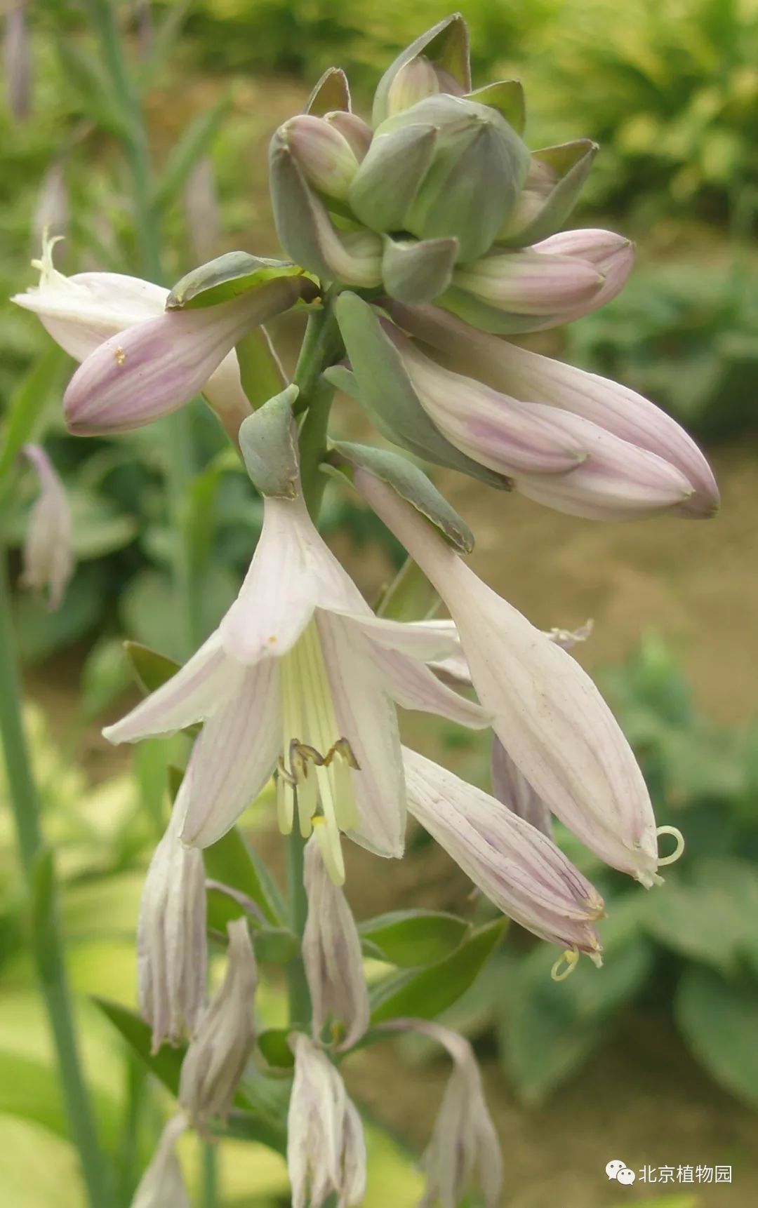 最耐寒的玉簪品种,北京植物园园艺