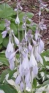 最耐寒的玉簪品种,北京植物园园艺