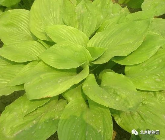 最耐寒的玉簪品种,北京植物园园艺