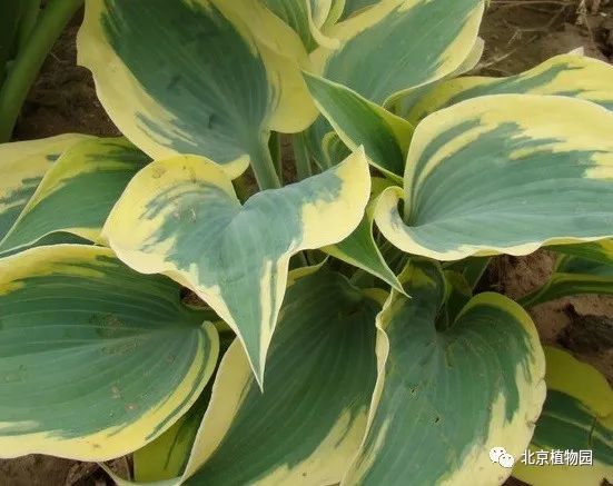 最耐寒的玉簪品种,北京植物园园艺