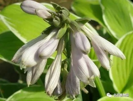 最耐寒的玉簪品种,北京植物园园艺
