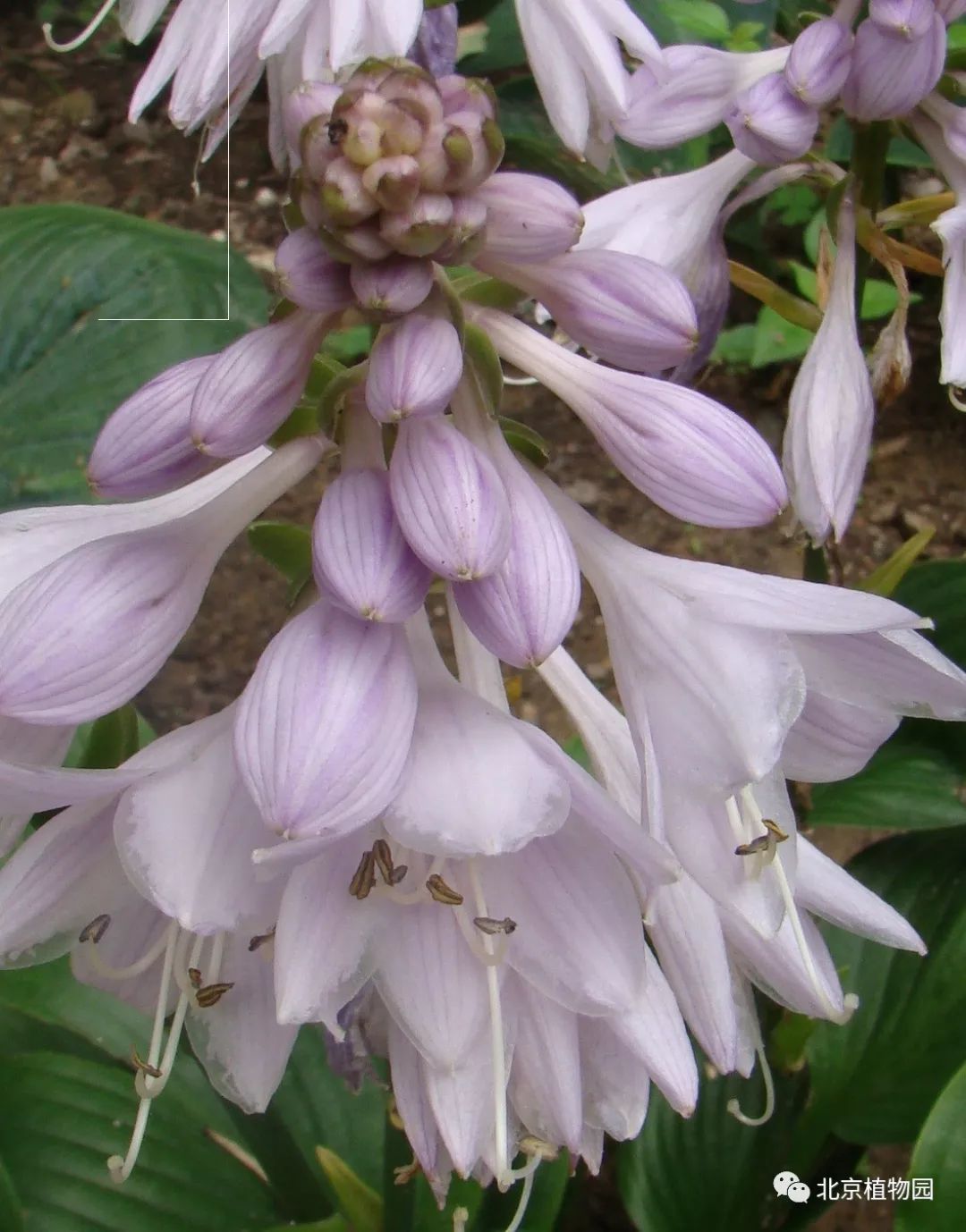最耐寒的玉簪品种,北京植物园园艺