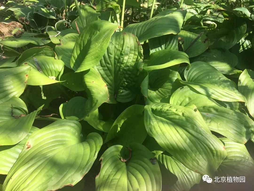 最耐寒的玉簪品种,北京植物园园艺