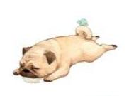 狗狗中暑抢救按腹部抢救,狗狗中暑抢救费用