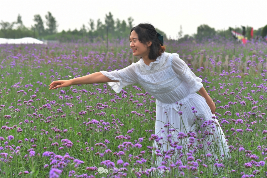 荷兰郁金香花海在哪个地方,盐城大丰荷兰郁金香花海