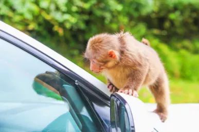成都附近天然氧吧旅游,成都天然氧吧