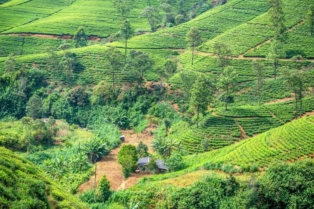 斯里兰卡对中国游客免签30天,斯里兰卡对华限时免签