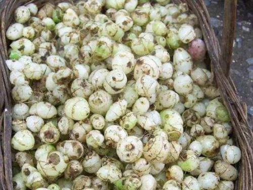 找个药材合作种植,找合作伙伴种植药材苍术