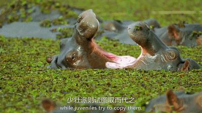 惊掉网友下巴的画面,豆瓣9.1分令人绝望