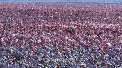 惊掉网友下巴的画面,豆瓣9.1分令人绝望