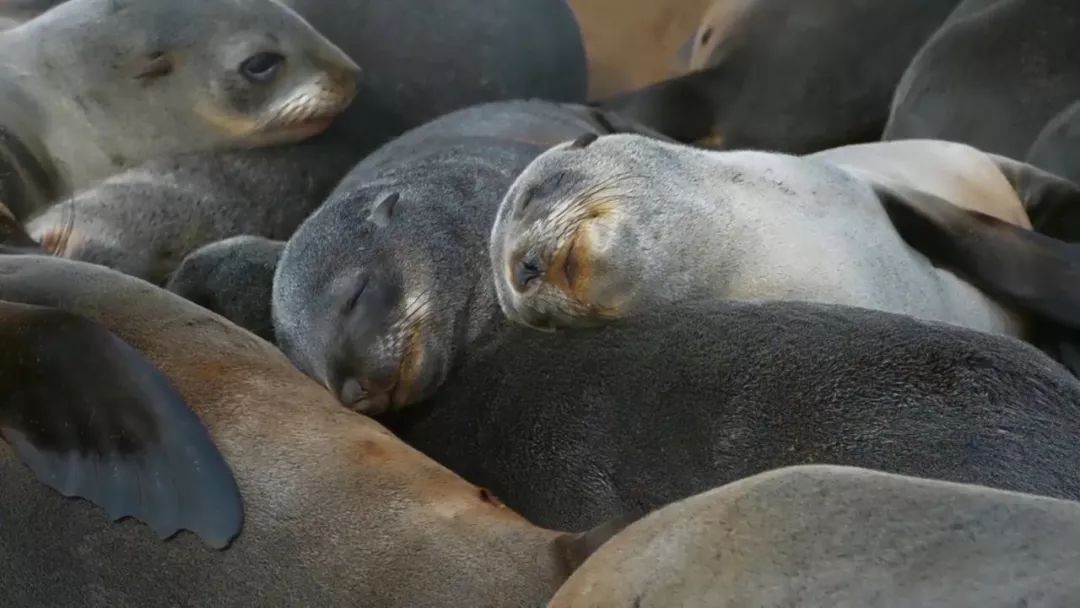 惊掉网友下巴的画面,豆瓣9.1分令人绝望