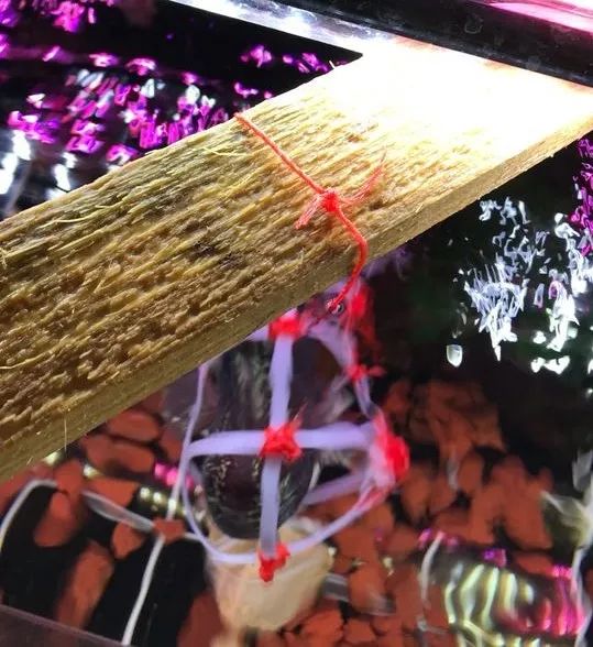 我的罗严重失鰾，都说救不活了但仍然给了我奇迹