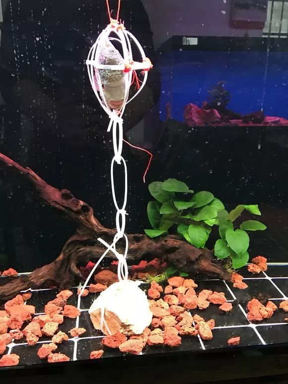 我的罗严重失鰾，都说救不活了但仍然给了我奇迹