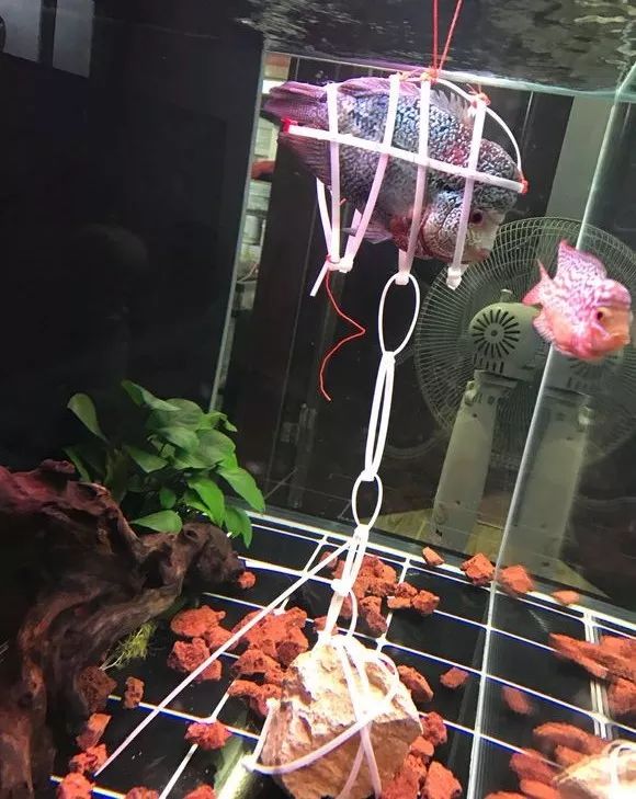 我的罗严重失鰾，都说救不活了但仍然给了我奇迹