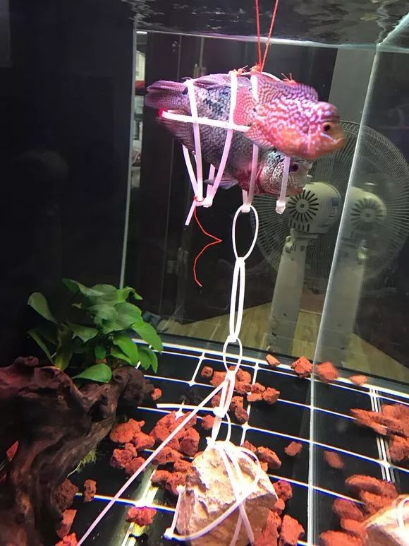 我的罗严重失鰾，都说救不活了但仍然给了我奇迹