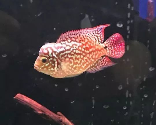 我的罗严重失鰾，都说救不活了但仍然给了我奇迹