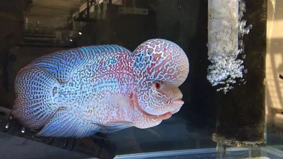 我的罗严重失鰾，都说救不活了但仍然给了我奇迹