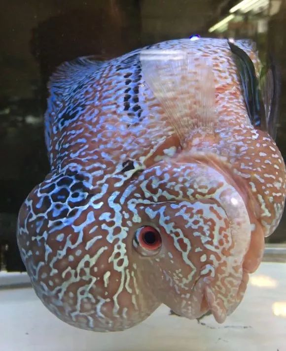 我的罗严重失鰾，都说救不活了但仍然给了我奇迹