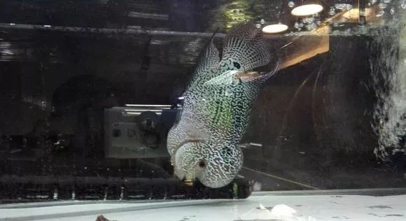 我的罗严重失鰾，都说救不活了但仍然给了我奇迹