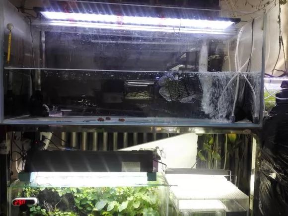 我的罗严重失鰾，都说救不活了但仍然给了我奇迹