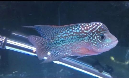 我的罗严重失鰾，都说救不活了但仍然给了我奇迹