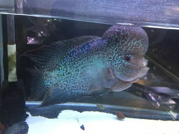 我的罗严重失鰾，都说救不活了但仍然给了我奇迹