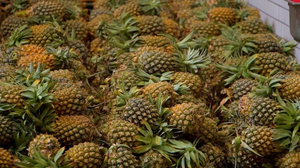 广州市水果市场热闹吗,广州水果市场有杨梅