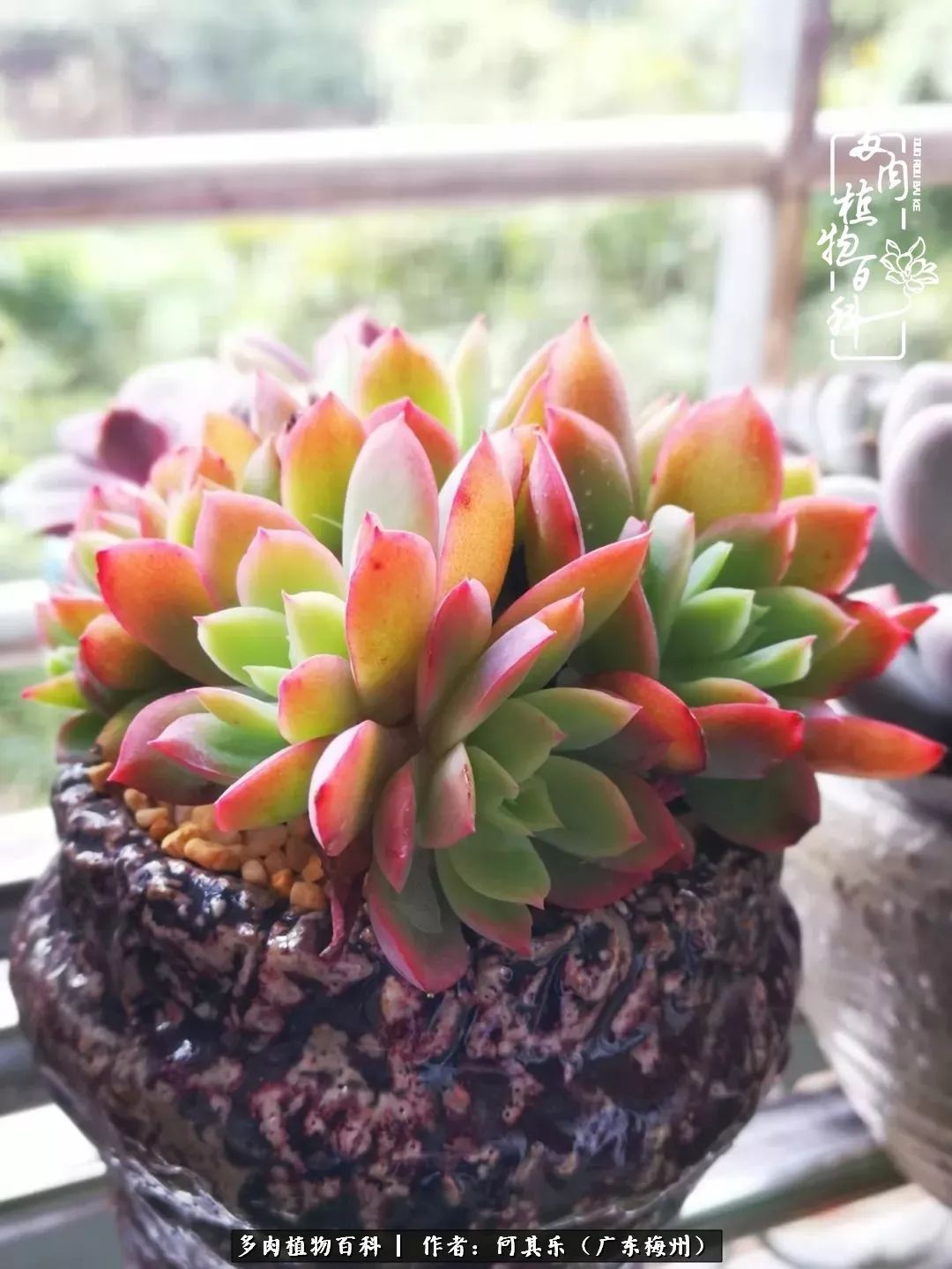 我的阳台“肉园”，看着它们，亦可醉生梦死了