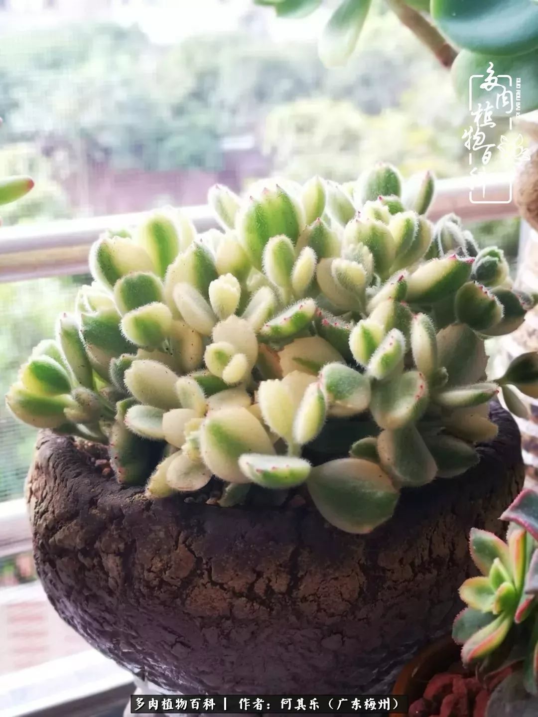 我的阳台“肉园”，看着它们，亦可醉生梦死了