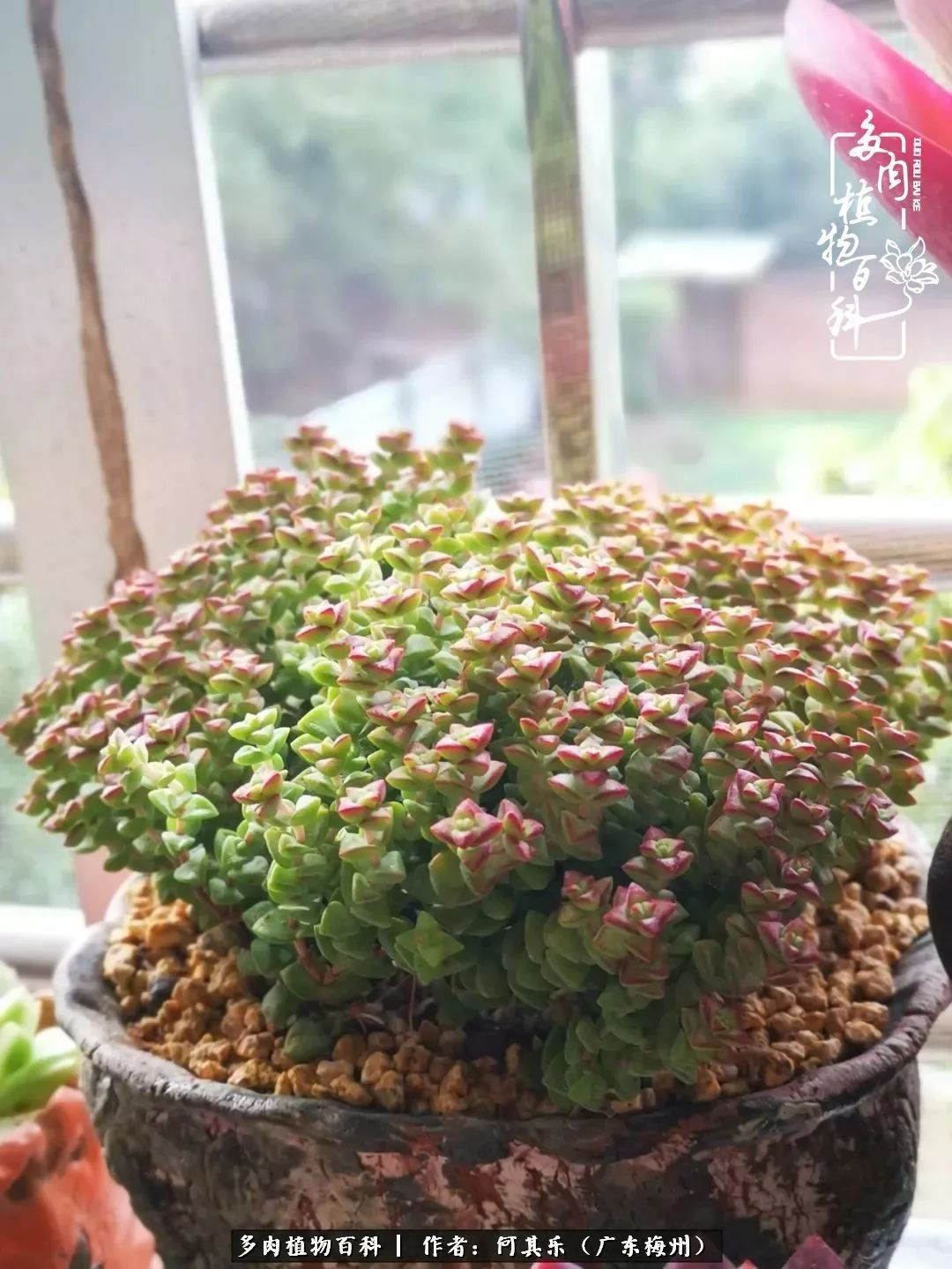 我的阳台“肉园”，看着它们，亦可醉生梦死了