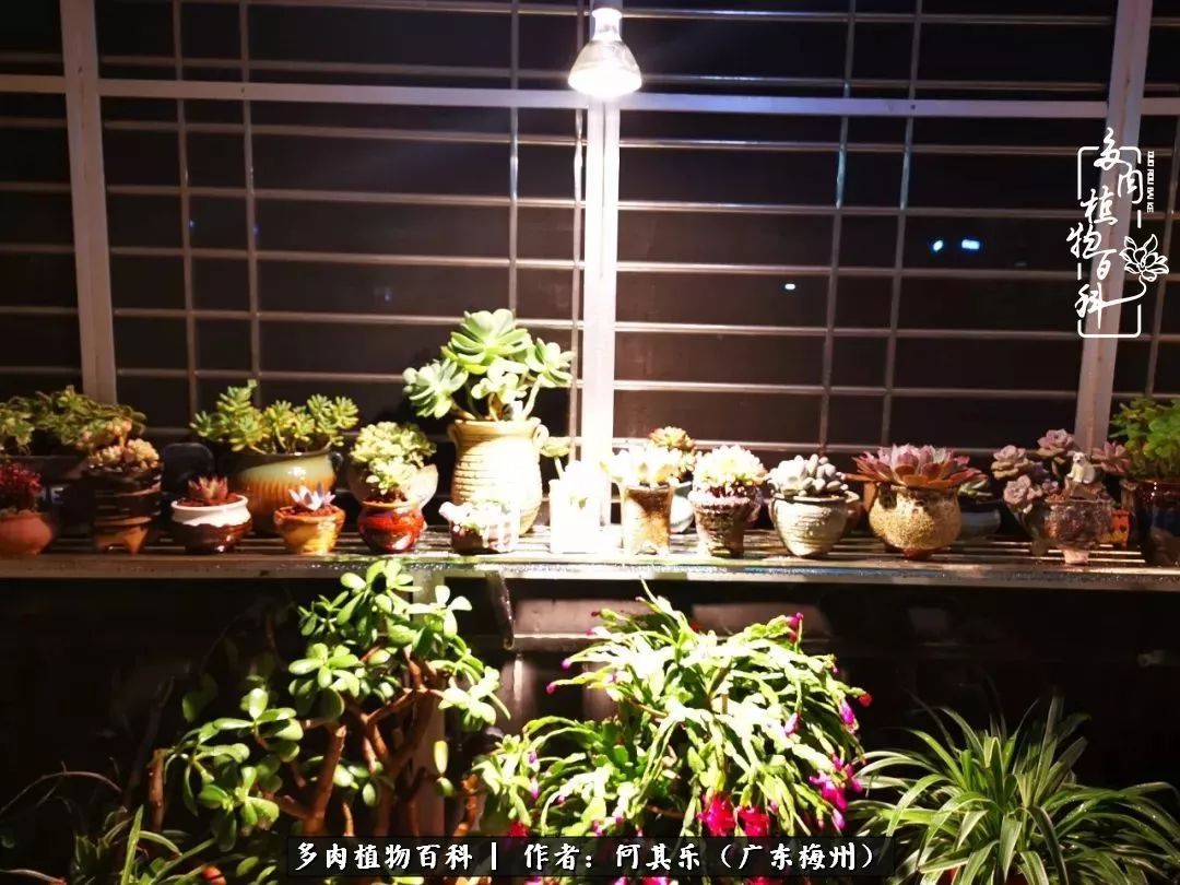 我的阳台“肉园”，看着它们，亦可醉生梦死了