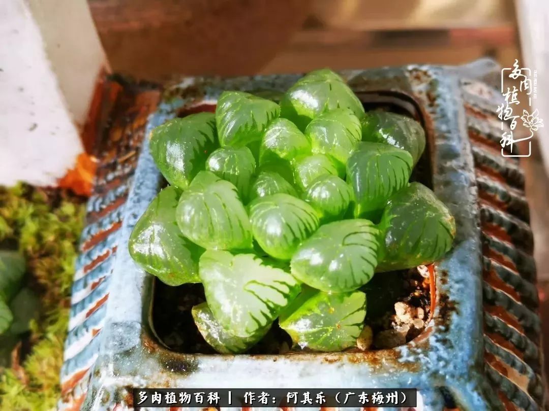 我的阳台“肉园”，看着它们，亦可醉生梦死了