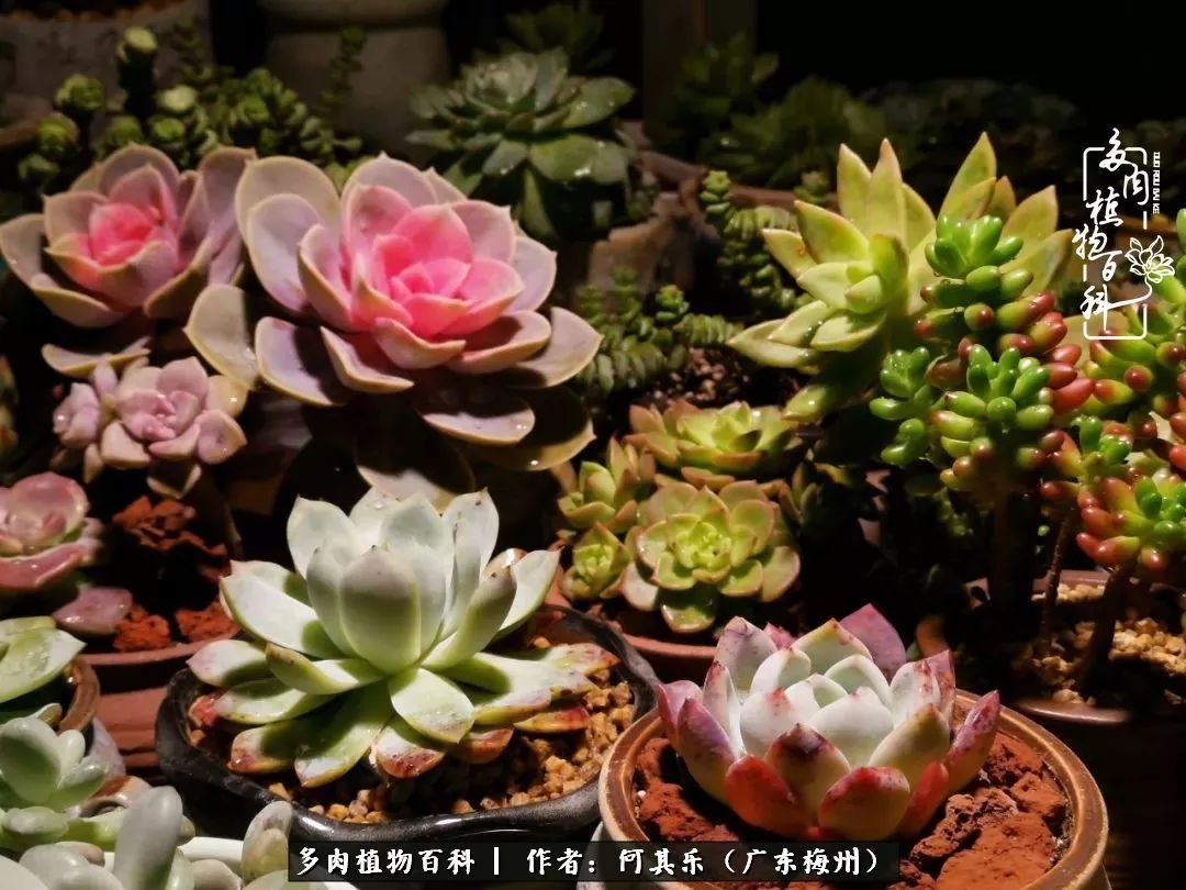 我的阳台“肉园”，看着它们，亦可醉生梦死了