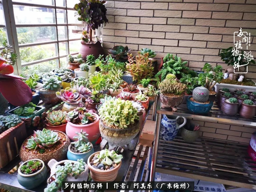 我的阳台“肉园”，看着它们，亦可醉生梦死了